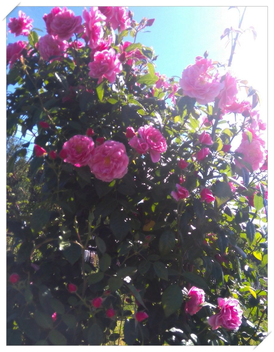 Camelot róże pnące